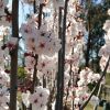 Prunus cerasifera - Oakville Crimson Spire