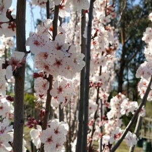 Prunus cerasifera - Oakville Crimson Spire