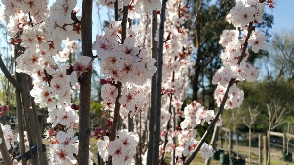 Prunus cerasifera - Oakville Crimson Spire