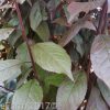 Prunus cerasifera - Oakville Crimson Spire - Image 4