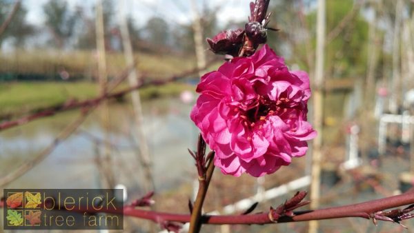 Prunus amygdalus Purpurea - Crimson Flowering Almond - Image 2