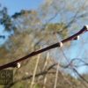 Prunus amygdalus roseo plena - Flowering Almond Double Pink - Image 3