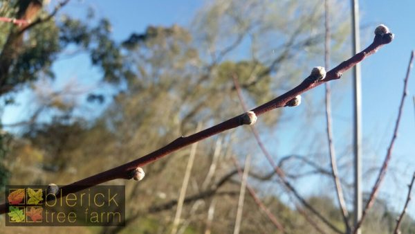 Prunus amygdalus roseo plena - Flowering Almond Double Pink - Image 3