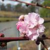 Prunus amygdalus roseo plena - Flowering Almond Double Pink - Image 2