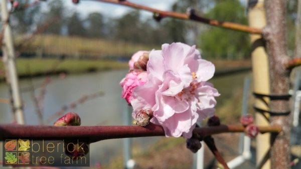 Prunus amygdalus roseo plena - Flowering Almond Double Pink - Image 2