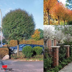Prunus fruticosa - Globosa