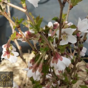 Prunus - Kojo No Mai