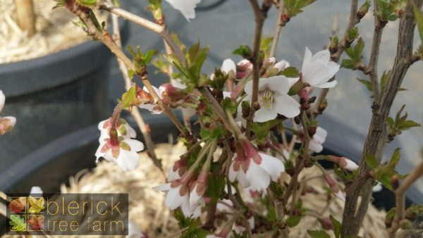 Prunus - Kojo No Mai