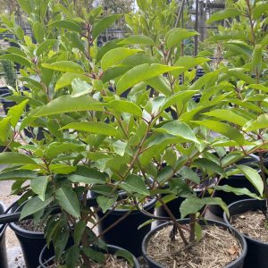 Prunus lusitanica - Portuguese Laurel