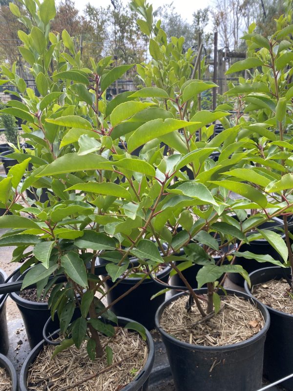 Prunus lusitanica - Portuguese Laurel