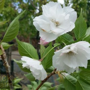 Prunus (Cherry) shirotae 'Mt Fuji'