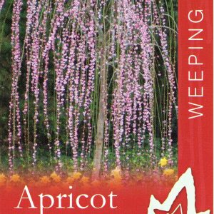 Prunus mume - Pendula - Weeping Apricot
