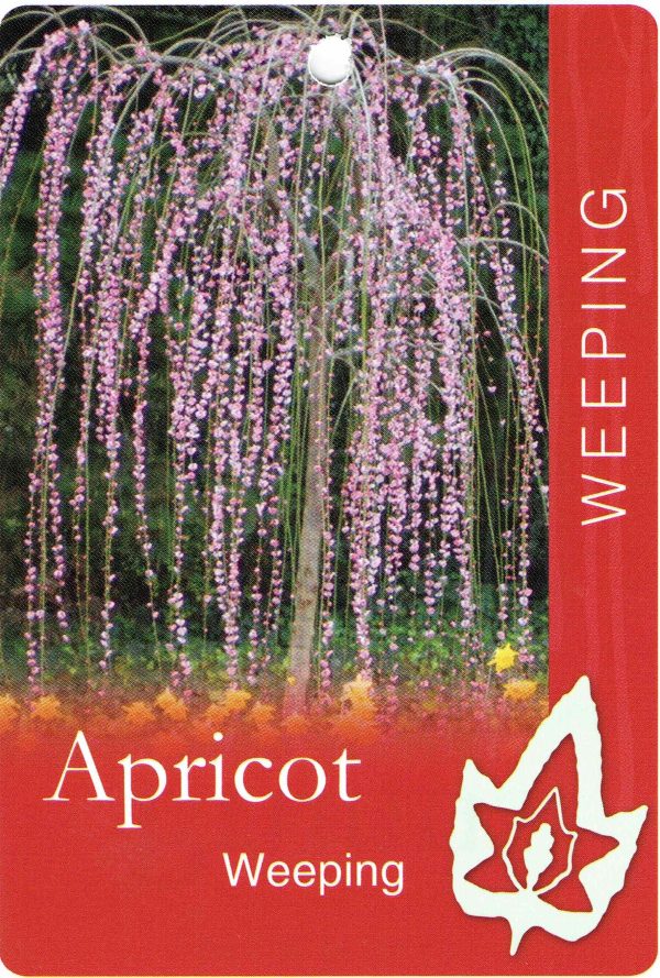 Prunus mume - Pendula - Weeping Apricot
