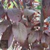 Prunus cerasifera Nigra - Pink Flowering Plum