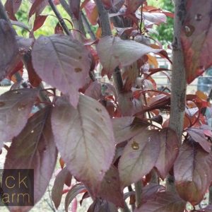 Prunus cerasifera Nigra - Pink Flowering Plum