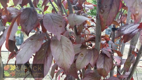 Prunus cerasifera Nigra - Pink Flowering Plum