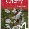 Prunus 'Snofozam' or 'Snow Fountain' or 'Falling Snow' Weeping Cherry - Image 2