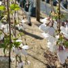 Prunus 'Snofozam' or 'Snow Fountain' or 'Falling Snow' Weeping Cherry - Image 4