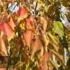 Prunus 'Snofozam' or 'Snow Fountain' or 'Falling Snow' Weeping Cherry - Image 3