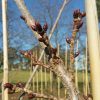 Prunus (Cherry) 'Tai Haku' - Image 4