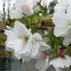 Prunus (Cherry) 'Tai Haku'