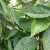 Prunus (Cherry) 'Tai Haku' - Image 3