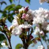 Prunus 'Amanogawa' - Flowering Cherry - Image 2