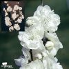 Prunus persica 'Alboplena' - White Flowering Peach - Image 2
