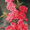 Prunus persica 'Magnifica' - Red Flowering Peach - Image 2