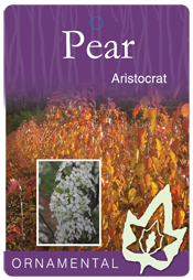 Pyrus calleryana - Aristocrat