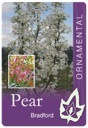 Pyrus calleryana - Bradford
