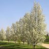 Pyrus calleryana - Cleveland Select