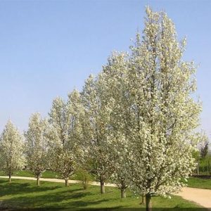 Pyrus calleryana - Cleveland Select