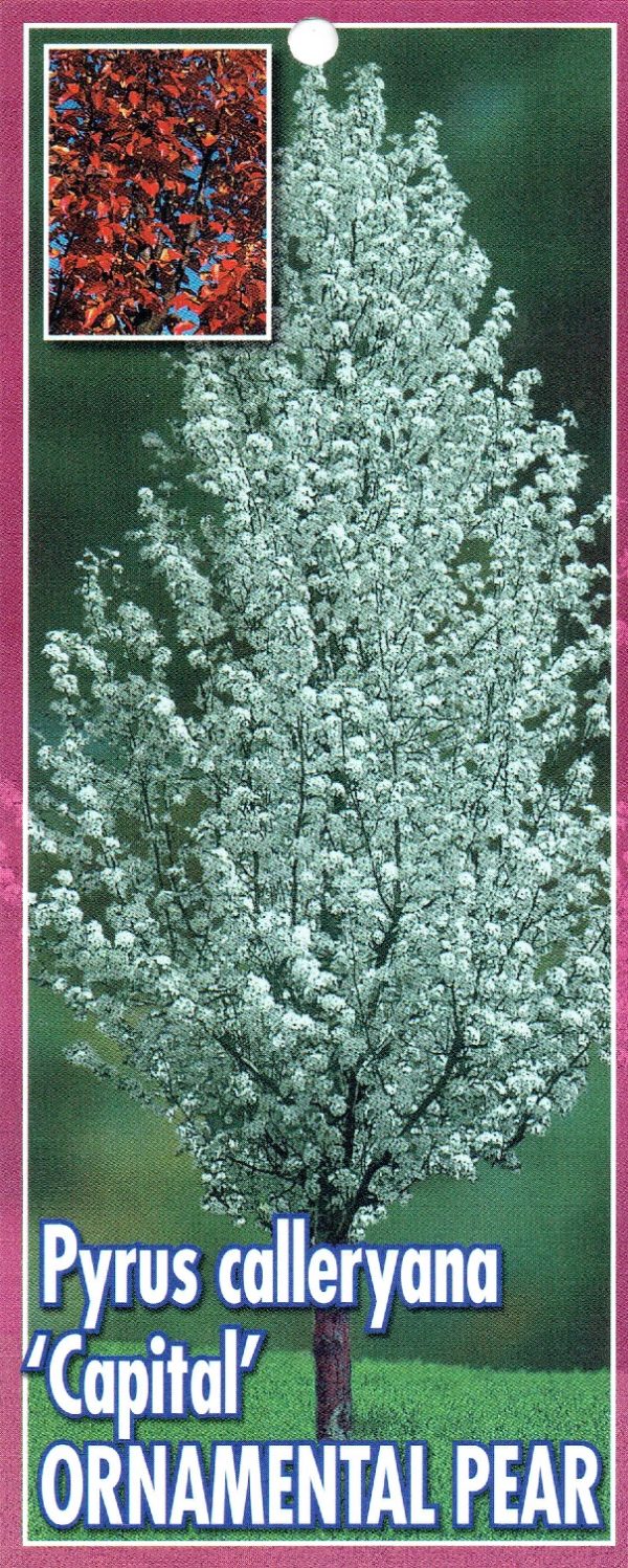 Pyrus calleryana - Capital - Image 5