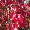 Pyrus calleryana - Capital - Image 3