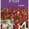 Pyrus calleryana - Capital - Image 4