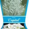 Pyrus calleryana - Capital - Image 6