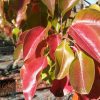 Pyrus calleryana - Cleveland Select - Image 3