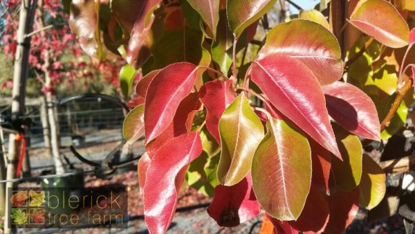 Pyrus calleryana - Cleveland Select - Image 3