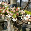 Pyrus calleryana - Cleveland Select - Image 5