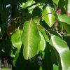 Pyrus calleryana - Cleveland Select - Image 4
