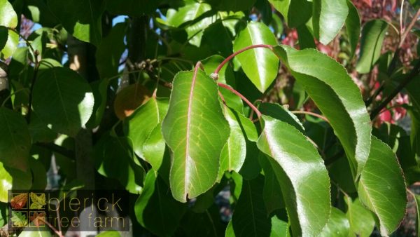 Pyrus calleryana - Cleveland Select - Image 4