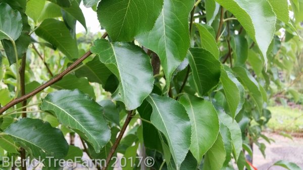 Pyrus calleryana - Cleveland Select - Image 2