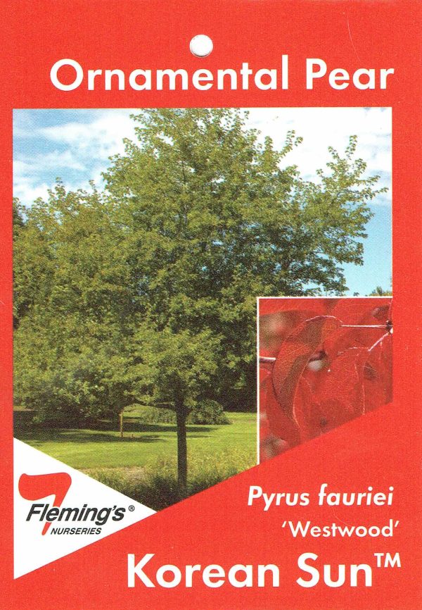 Pyrus fauriei - Westwood - Korean Sun - Image 2