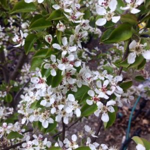 Pyrus fauriei - Westwood - Korean Sun