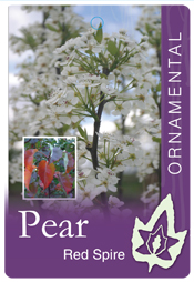 Pyrus calleryana - Red Spire