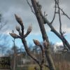 Pyrus ussuriensis - Manchurian Pear - Image 5