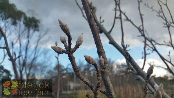 Pyrus ussuriensis - Manchurian Pear - Image 5