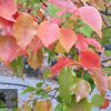Pyrus ussuriensis - Manchurian Pear - Image 2
