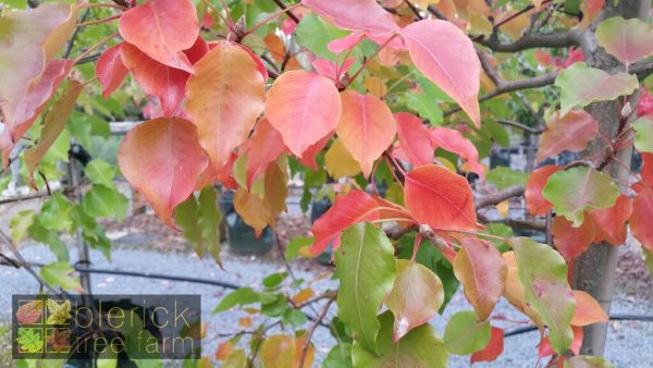 Pyrus ussuriensis - Manchurian Pear - Image 2